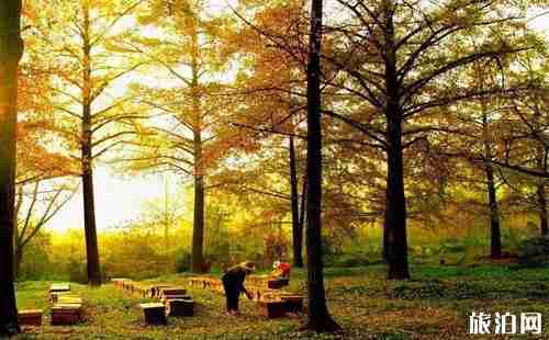 十里古银杏长廊在哪里+景色介绍