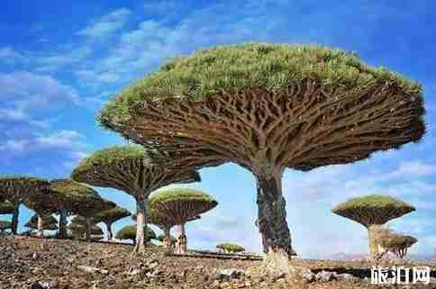 索科特拉岛是哪个国家 索科特拉岛旅游介绍 索科特拉岛是哪个国家 索科特拉岛旅游介绍