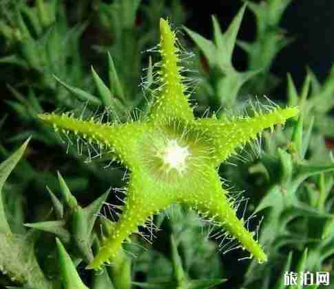 索科特拉岛是哪个国家 索科特拉岛旅游介绍 索科特拉岛是哪个国家 索科特拉岛旅游介绍