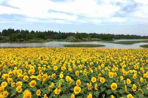 固城湖水慢城好玩吗 固城湖水慢城门票+交通 固城湖水慢城好玩吗 固城湖水慢城门票+交通