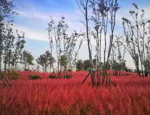 山东菏泽单县粉黛乱子草在哪里 具体地址
