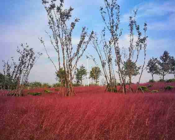 山东菏泽单县粉黛乱子草在哪里 具体地址