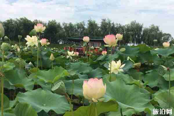 南京玄武湖觀光車線路 怎么收費(fèi)