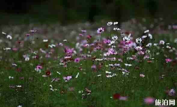 十月湖北哪有赏花的地方