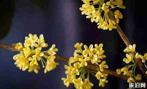 十月湖北哪有赏花的地方