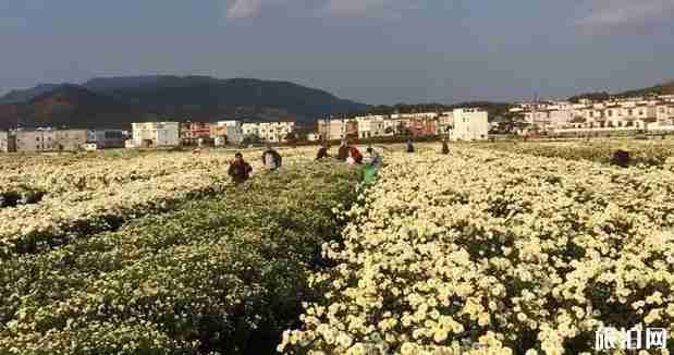 十月湖北哪有赏花的地方