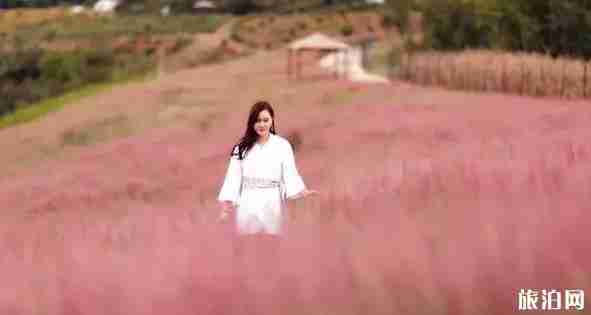 十月湖北哪有赏花的地方