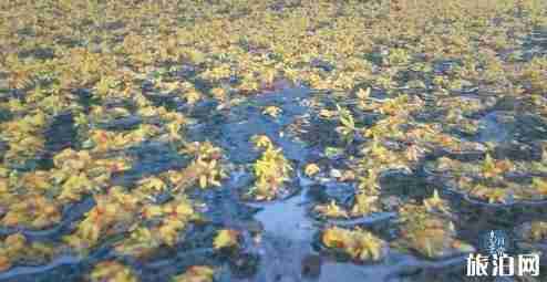 南京哪里看桂花 南京賞桂花攻略