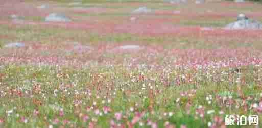 海子山在哪个地方 海子山好玩吗 海子山在哪个地方 海子山好玩吗
