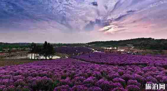 南京最美17公里在哪里 南京最美17公里风景介绍