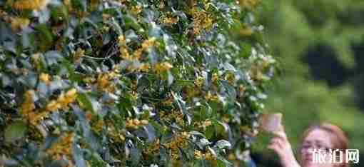 武汉桂花几月开放 武汉哪里赏桂花