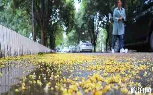 武汉桂花几月开放 武汉哪里赏桂花