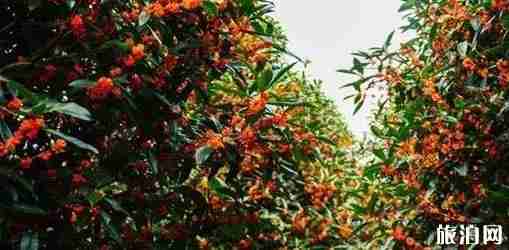 武汉桂花几月开放 武汉哪里赏桂花