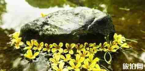 武汉桂花几月开放 武汉哪里赏桂花