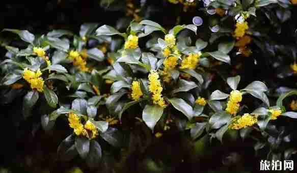 绍兴哪里可以赏桂花 绍兴哪里可以赏桂花