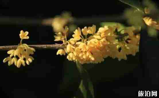 绍兴哪里可以赏桂花 绍兴哪里可以赏桂花