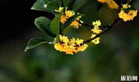 绍兴哪里可以赏桂花 绍兴哪里可以赏桂花