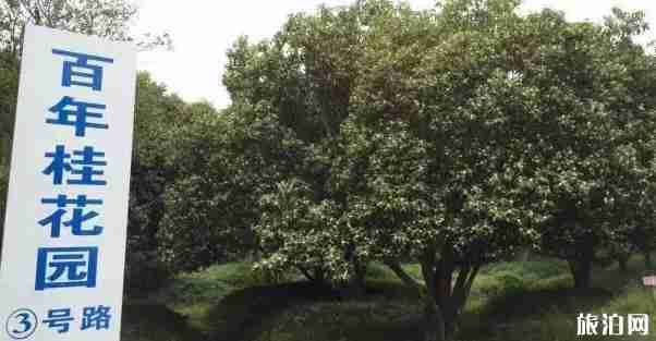 绍兴哪里可以赏桂花 绍兴哪里可以赏桂花