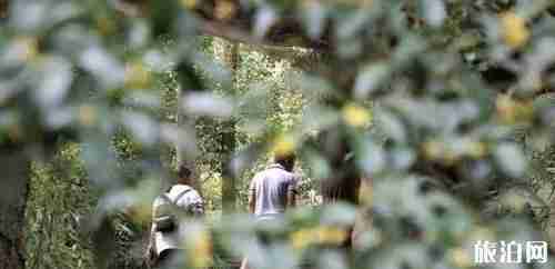 武汉桂花几月开放 武汉哪里赏桂花