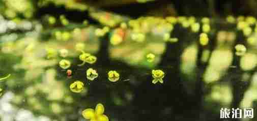 武汉桂花几月开放 武汉哪里赏桂花
