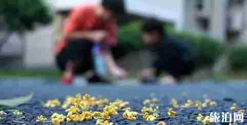 武汉桂花几月开放 武汉哪里赏桂花