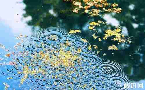 重庆哪里桂花多 重庆赏桂花的地方有哪些