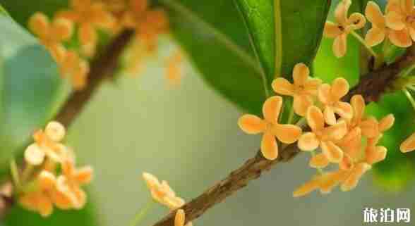 重庆哪里桂花多 重庆赏桂花的地方有哪些