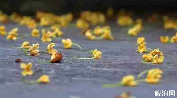 重庆哪里桂花多 重庆赏桂花的地方有哪些