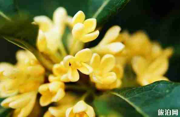 重庆哪里桂花多 重庆赏桂花的地方有哪些