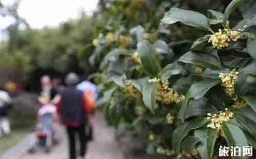 昆明赏桂花的地方有哪些