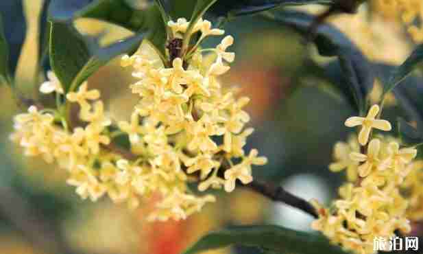 昆明赏桂花的地方有哪些