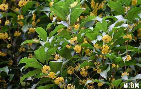 昆明赏桂花的地方有哪些