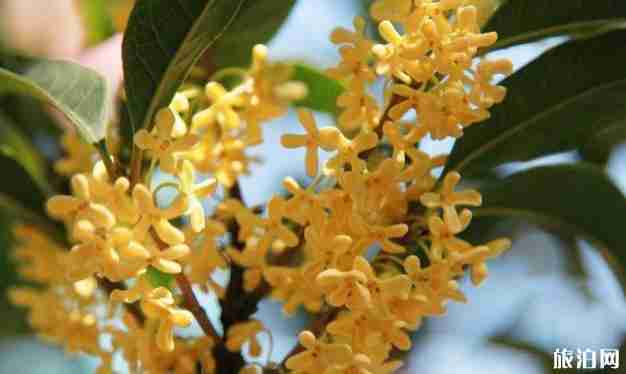 昆明赏桂花的地方有哪些