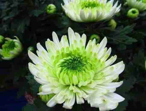 2018贵阳菊花展在哪里办