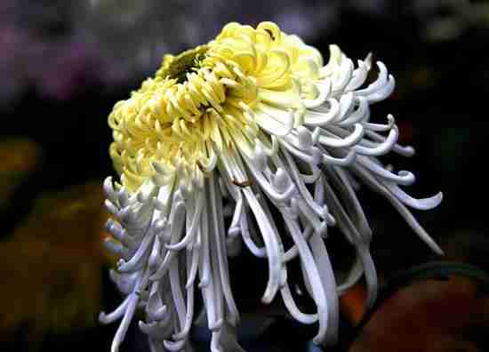 2018贵阳菊花展在哪里办