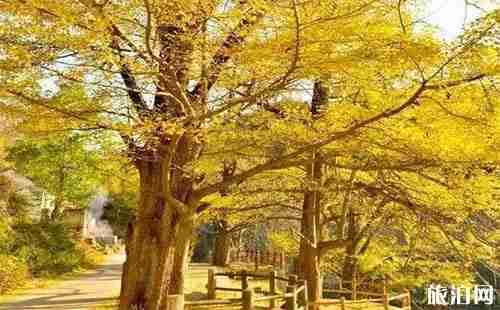 2018洛阳白河镇银杏黄了吗 洛阳白河镇怎么走