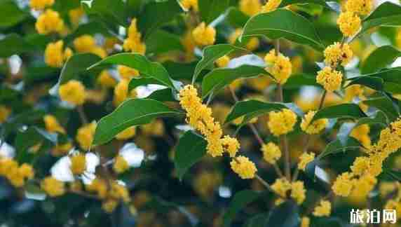 宁波桂花观赏好的地方有哪些