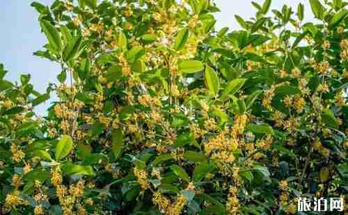 宁波桂花观赏好的地方有哪些