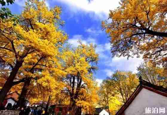 2018洛阳白河镇银杏黄了吗 洛阳白河镇怎么走