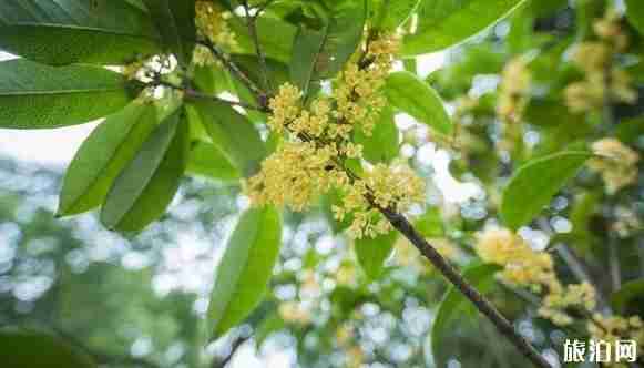宁波桂花观赏好的地方有哪些