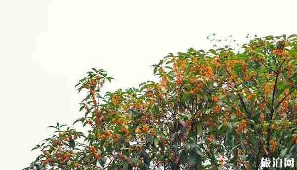 宁波桂花观赏好的地方有哪些