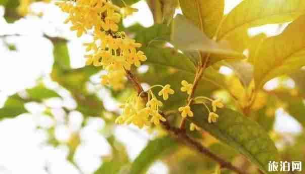 宁波桂花观赏好的地方有哪些