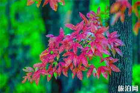 2018吉林舒兰红叶长廊在哪 红叶现在还在吗 2018吉林舒兰红叶长廊在哪 红叶现在还在吗