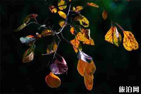 北宮國家森林公園紅葉紅了嗎？