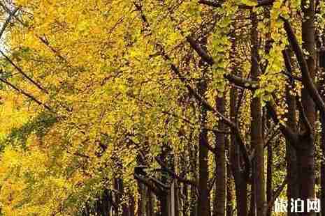 浙江銀杏樹最多的地方  浙江哪里銀杏最美