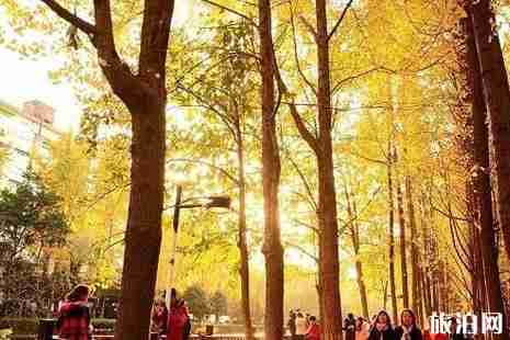 浙江銀杏樹最多的地方  浙江哪里銀杏最美