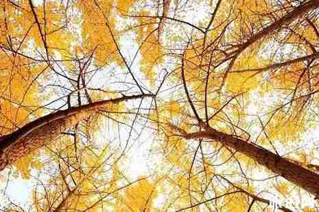 浙江銀杏樹最多的地方  浙江哪里銀杏最美