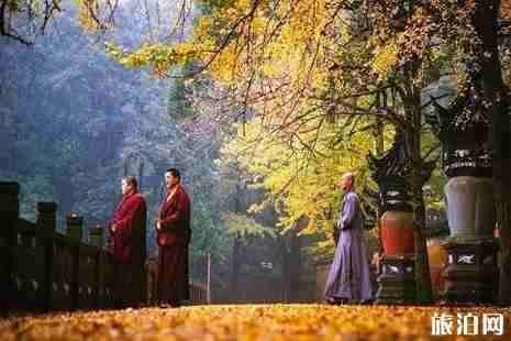 浙江銀杏樹最多的地方  浙江哪里銀杏最美