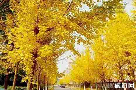 浙江銀杏樹最多的地方  浙江哪里銀杏最美