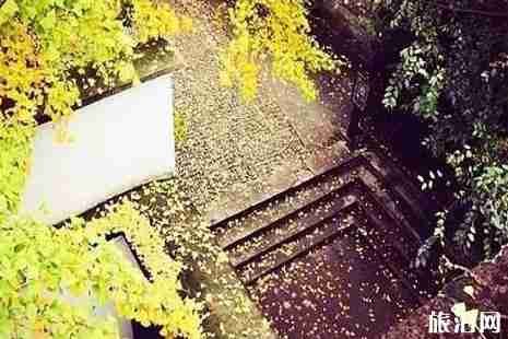 浙江銀杏樹最多的地方  浙江哪里銀杏最美